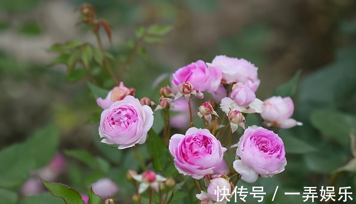 被名字耽误的“三种花”,名字虽土颜值高,关键是高温夏季也勤花