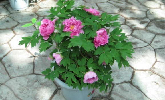 居家养花:掌握这2门小技巧,打理盆栽将变得简单许多