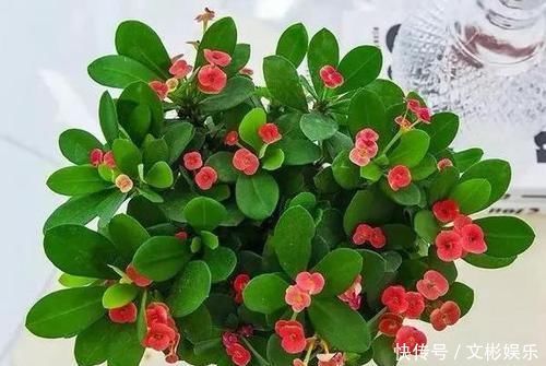 此种花卉寿命忒长,养护多注意5点,每一株都能活上30多年