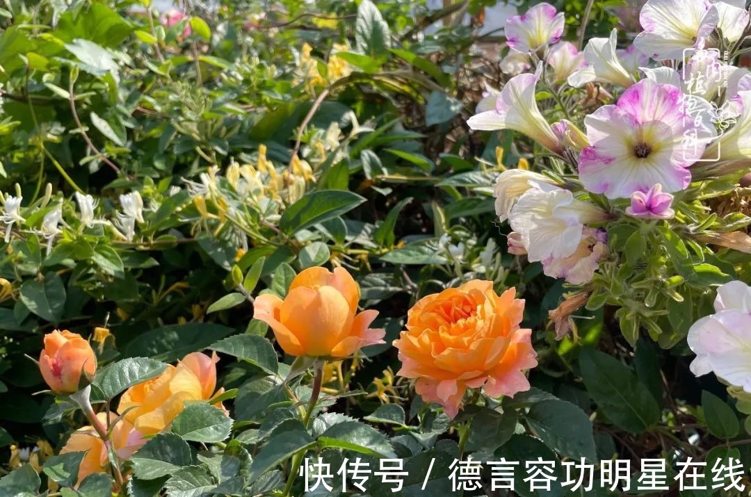 最美四月天,去杨姐的屋顶花园,赴一场花约!