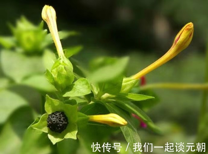 地雷花|农村有种“地雷花”,你若遇见,一定要采回家,太珍贵了!