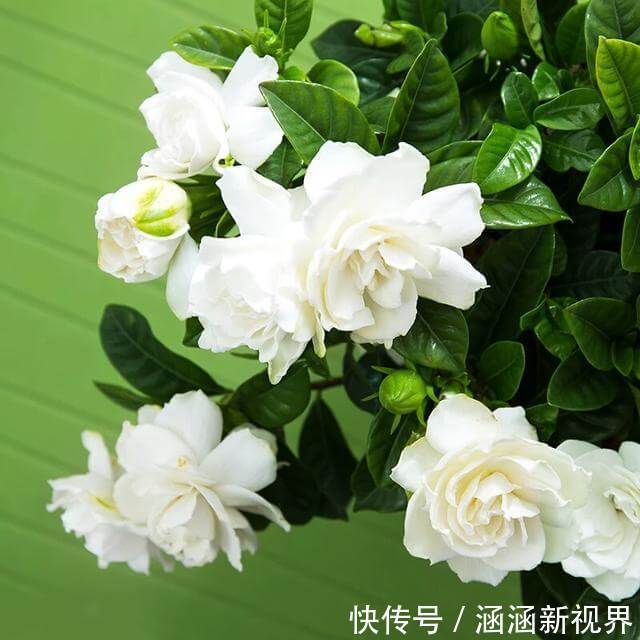 花蕾|买回来不久的栀子花换盆后掉花蕾，叶脉绿色叶片发黄怎么办