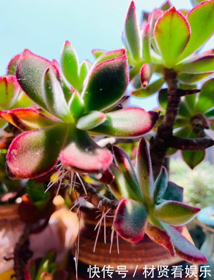 泥炭土|多肉叶子皱皱巴巴别光浇水,多半是伤根该换盆了!