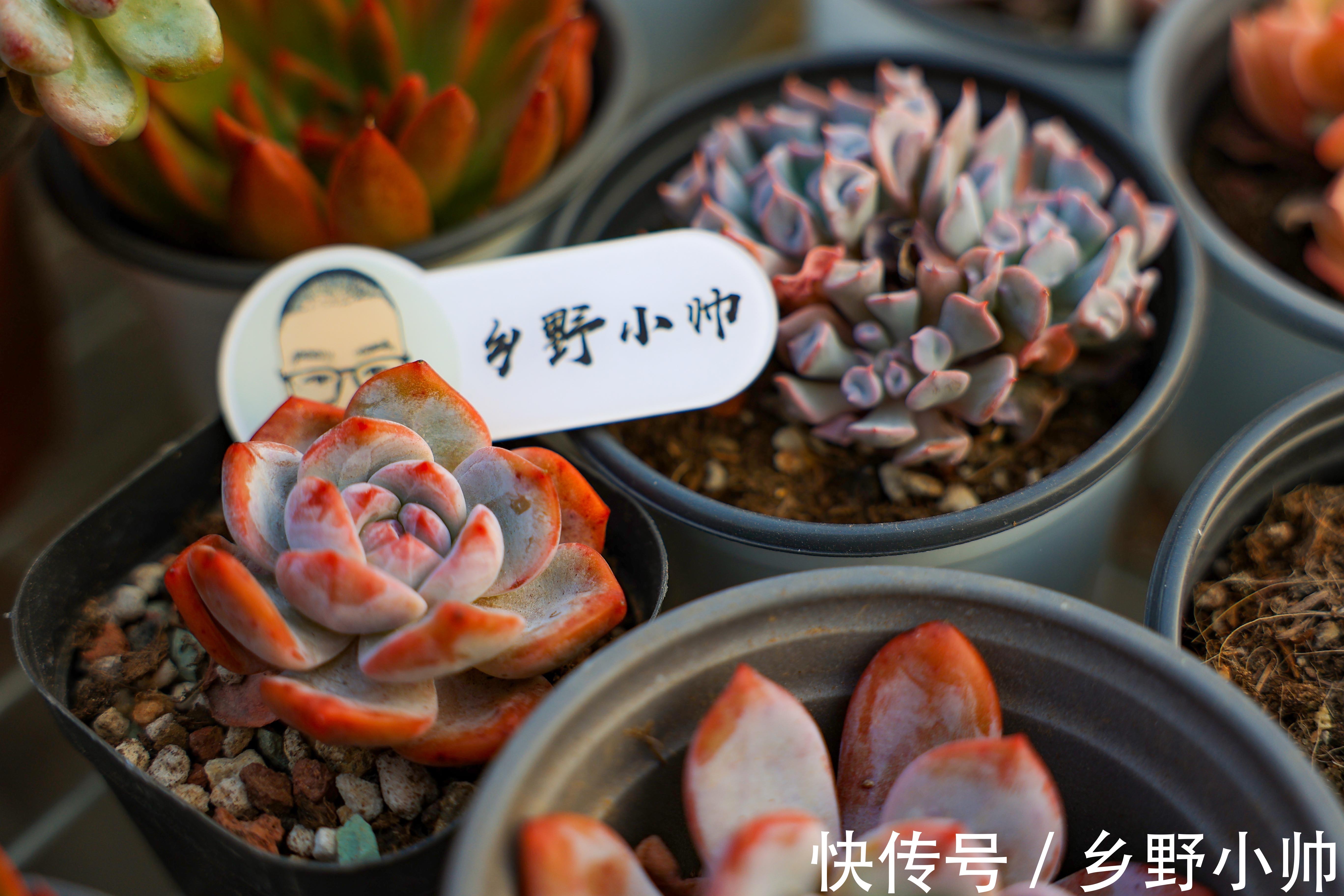 搬进室内养肉没状态?做好三件事,室内过冬依然保持美丽