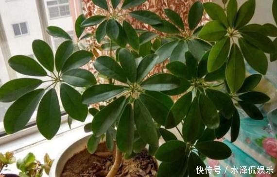 新手上花市挑花,别犹豫!盆栽这2款,生命力旺盛又能净化空气