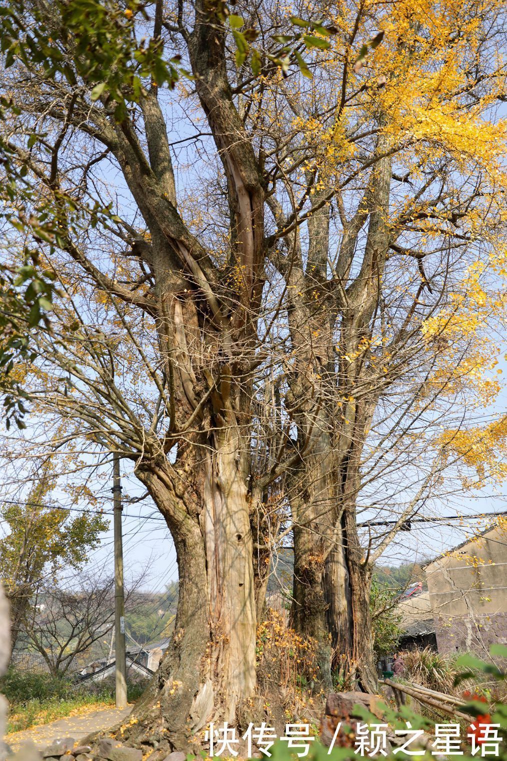 四明山赏秋胜地，茅镬秋色，至今游历25次