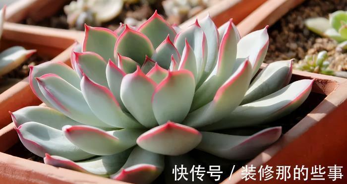 浇水|多肉花月夜叶片皱皱的要小心，可能是这些地方出问题在警示