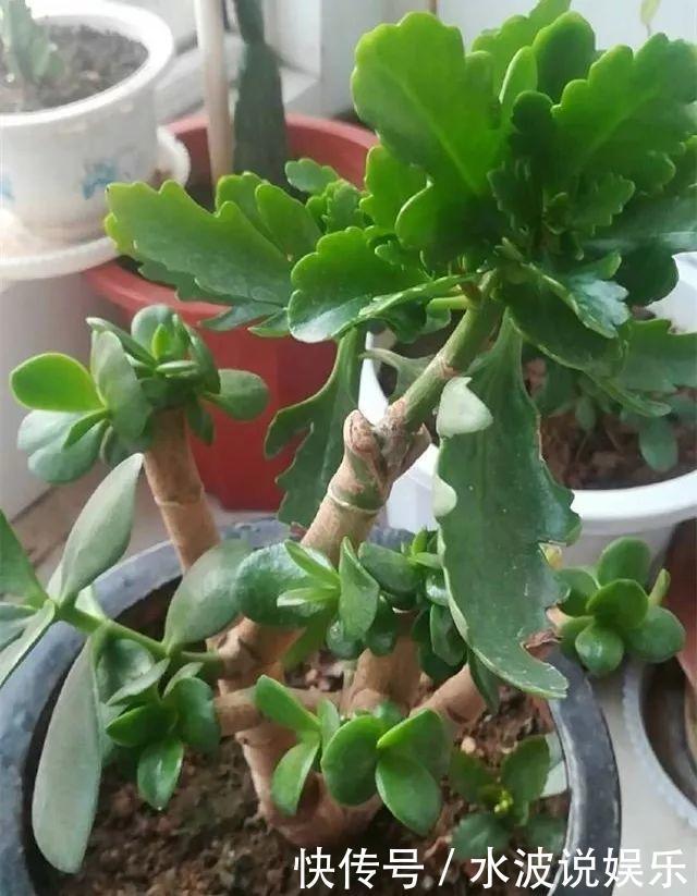 长寿花|长寿花和玉树“联姻”,半年成“老桩”,养出五颜六色的“花树”