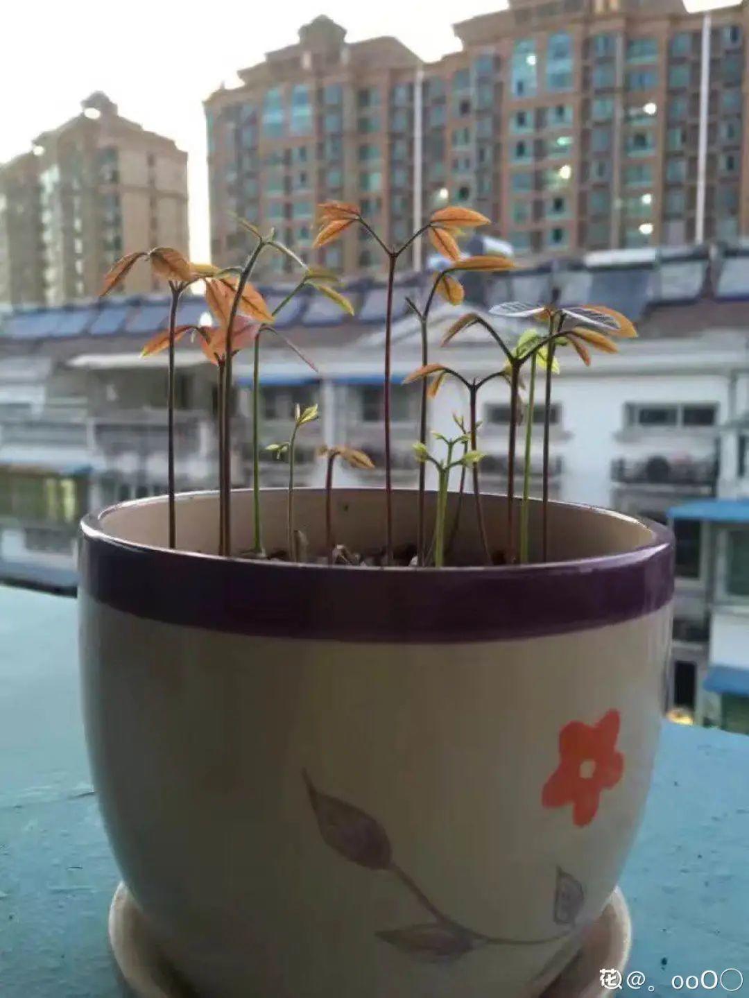 玉米棒子插盆里,7天冒出小森林,比绿萝吊兰好看
