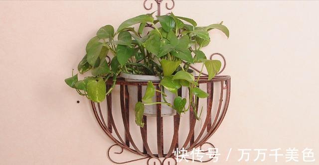 花卉|入秋后，这些花要早点进行翻盆换土的工作，才能叶绿根壮长势旺