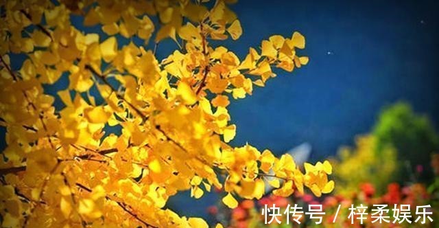 七律#和晓东社长七律7首,催人节序太匆匆,一夜萧萧万树空