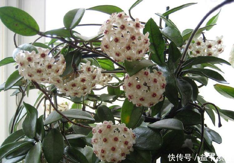 花朵|最有仙气的花卉，迷人的花朵，散发淡雅清香