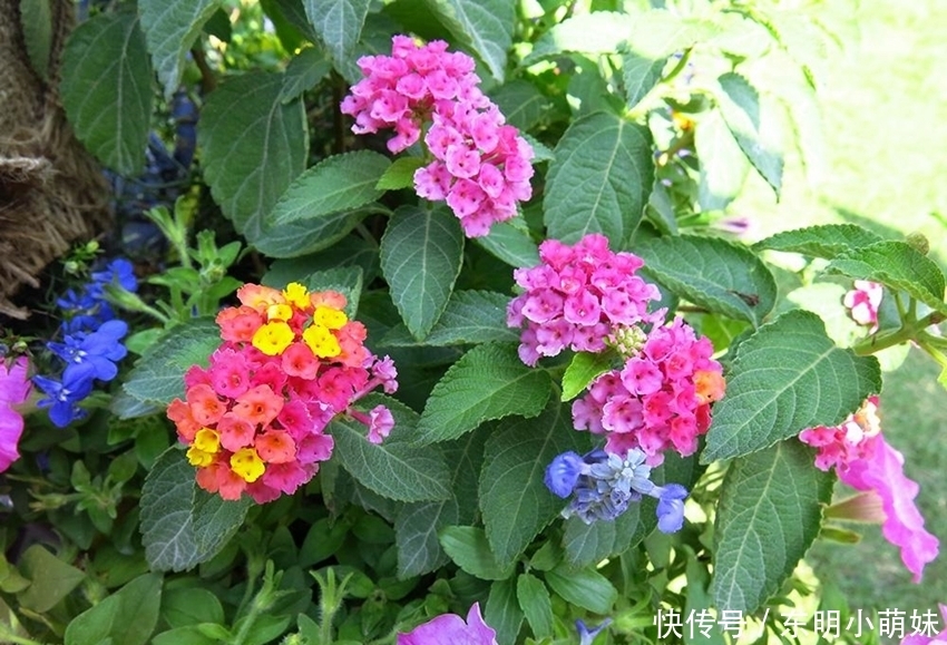 6种有臭味的花卉,颜值虽高味道难闻,建议不养!