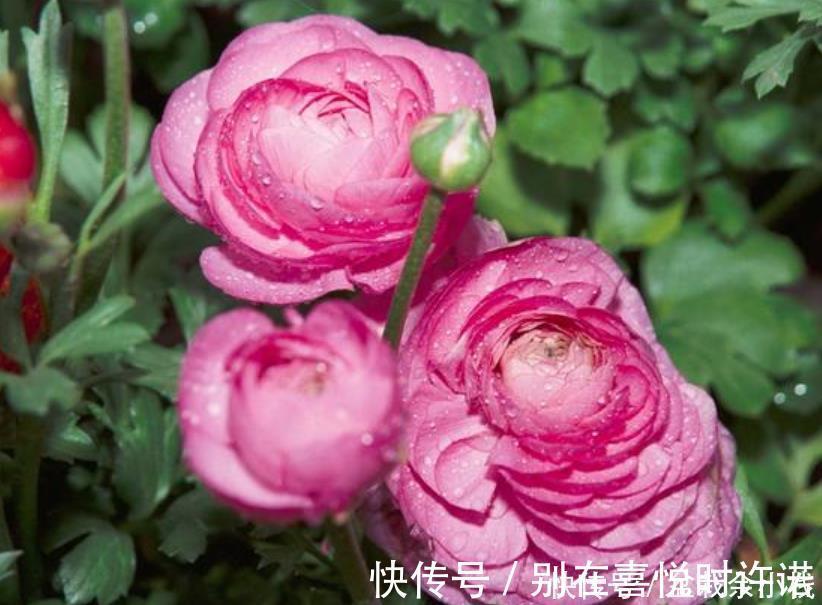 月季|4种花比牡丹还漂亮，比绿萝还好养，年年花开不断，一盆开花100朵