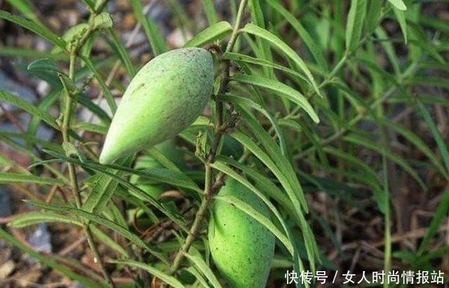 中年|5种野菜被误解最深,其价值珍贵却沦为杂草,遇见别放过