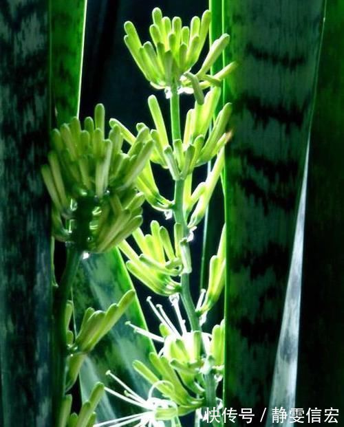 养虎皮兰,营养水7天浇一次,叶子亮又绿,边开花边长芽!
