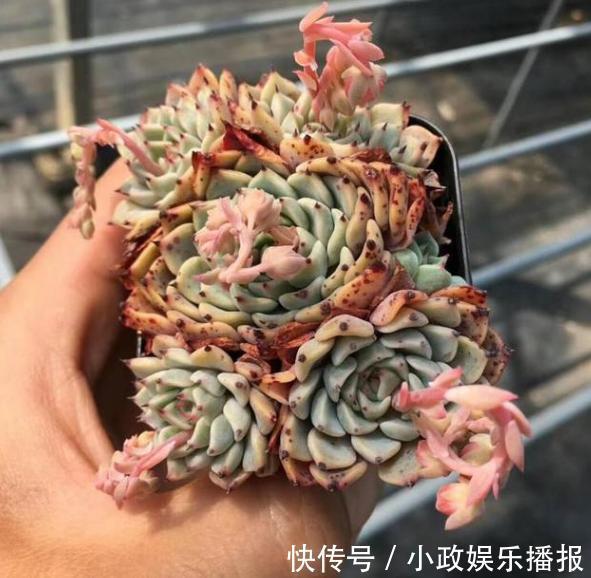 新手养花通病羡慕别人家牢记2个小常识,居家盆栽少犯错