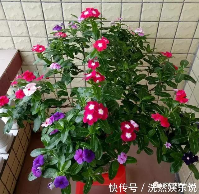 孕蕾|5种花爱晒太阳,越晒花越多,很快就能爆盆!