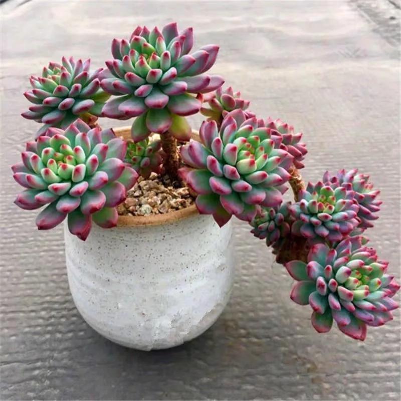 有这“6种坏习惯”，是养不好花的，快来看看你有没有