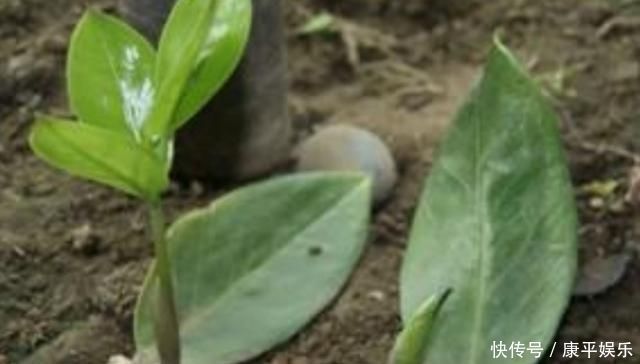 养4种花,摘下片叶子就能扦插,一样能生根成活