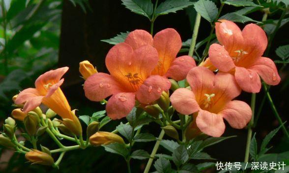 养花试试此几款,好养易活颜值高,全年开花不停,阳台变花海