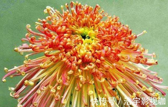 喜欢养菊就选“盘龙景色”,花姿卓越,光彩照人,观赏性价值极高