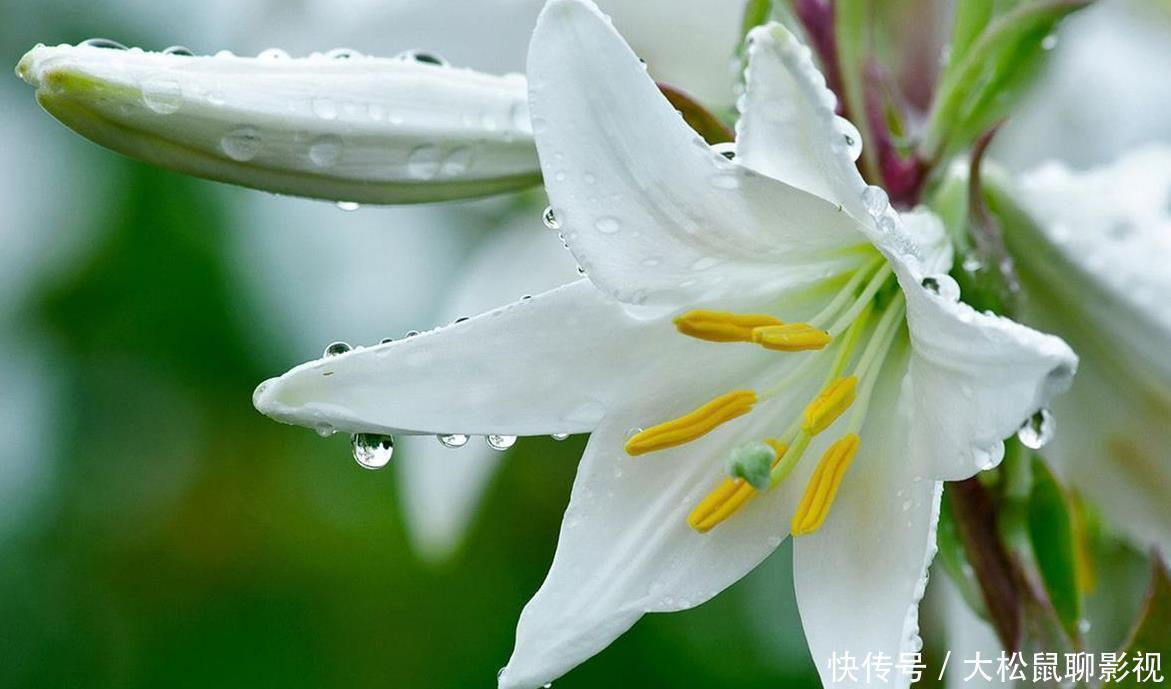 养花用几种东西，花开更好看，土壤疏松营养好吸收