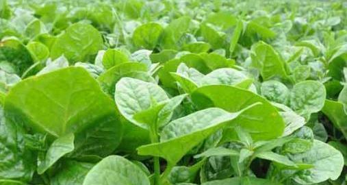 蚕菜蚕菜|女人不想老得快，脸上爬满皱纹，3种野菜，淡化色斑，养颜抗衰老