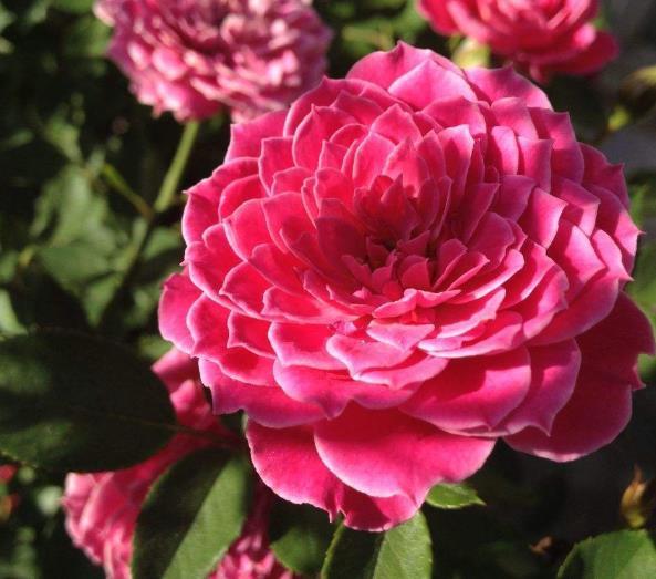 高手养牡丹，却能盆盆养得又大又美，原来是掌握了“4个套路”