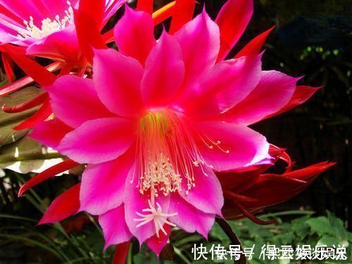 此款仙人掌,比绿萝好养,比荷花好看,简单易成活,花开硕大