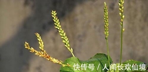 前列腺|餐桌上的前列腺炎“特效药”，男人不妨多吃些，炎症或会自动消失