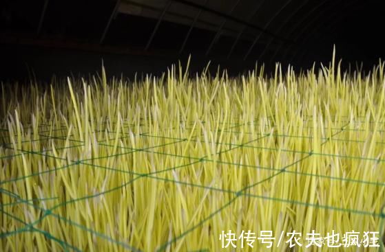 此菜很害羞,仅在黑暗中生长,常被误认成韭黄,却是“菜中珍品”