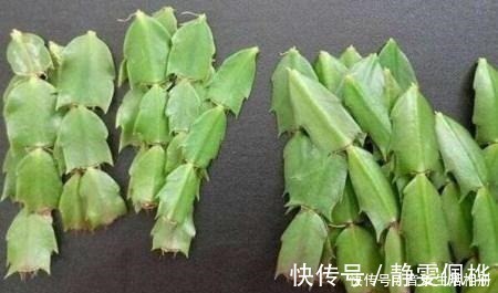 枝条|这2种花最好开春扦插，一片叶子长出一盆，今年开花不成问题！