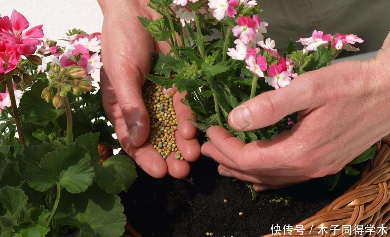 肥料|养花“杀手”的5个坏习惯,看你中了几个?怪不得你养不好花