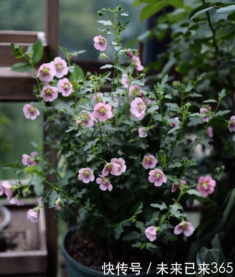 喜欢菊花，不如养“珍品玫瑰”布里顿玫瑰，红艳欲滴，窈窕妩媚！