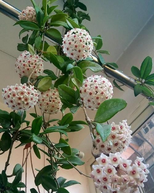 长春花|开花最勤快的盆栽,年头开到年尾,花色喜庆,养护容易,适合新手