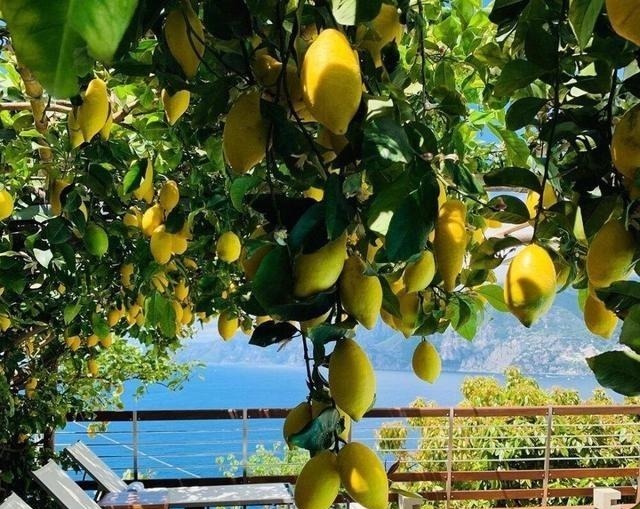空地别闲着了!这几种树再穷也要栽一棵,果子比蜜甜,好养活