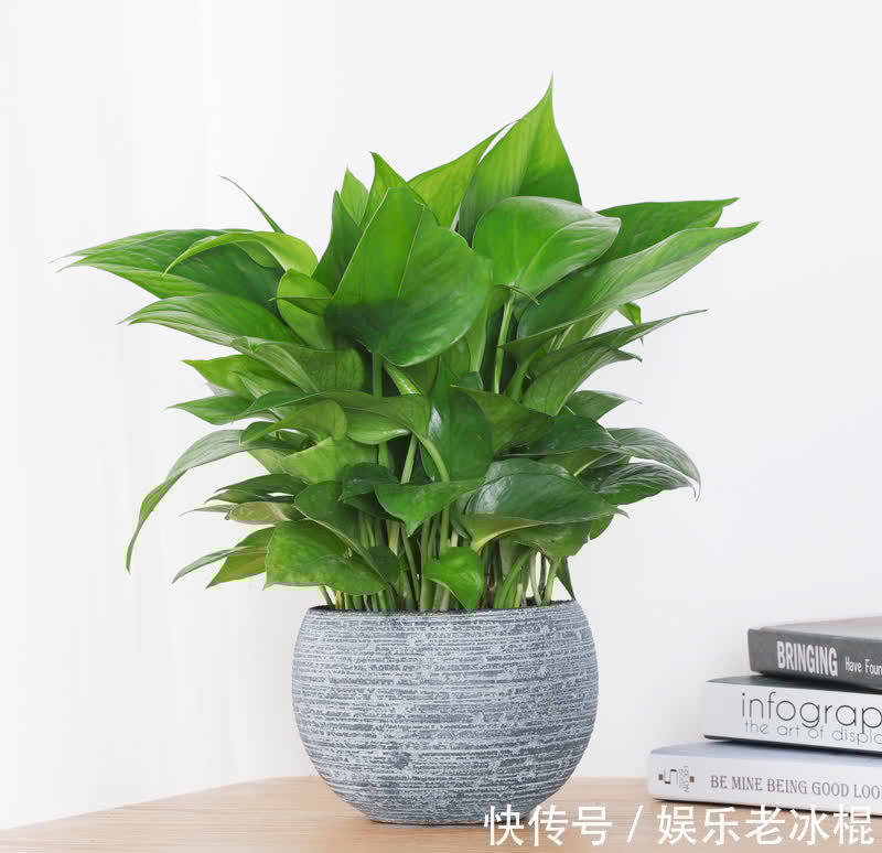 浇花|浇花用这3种“水”,水肥兼顾,省劲又效果好,制作方法简单