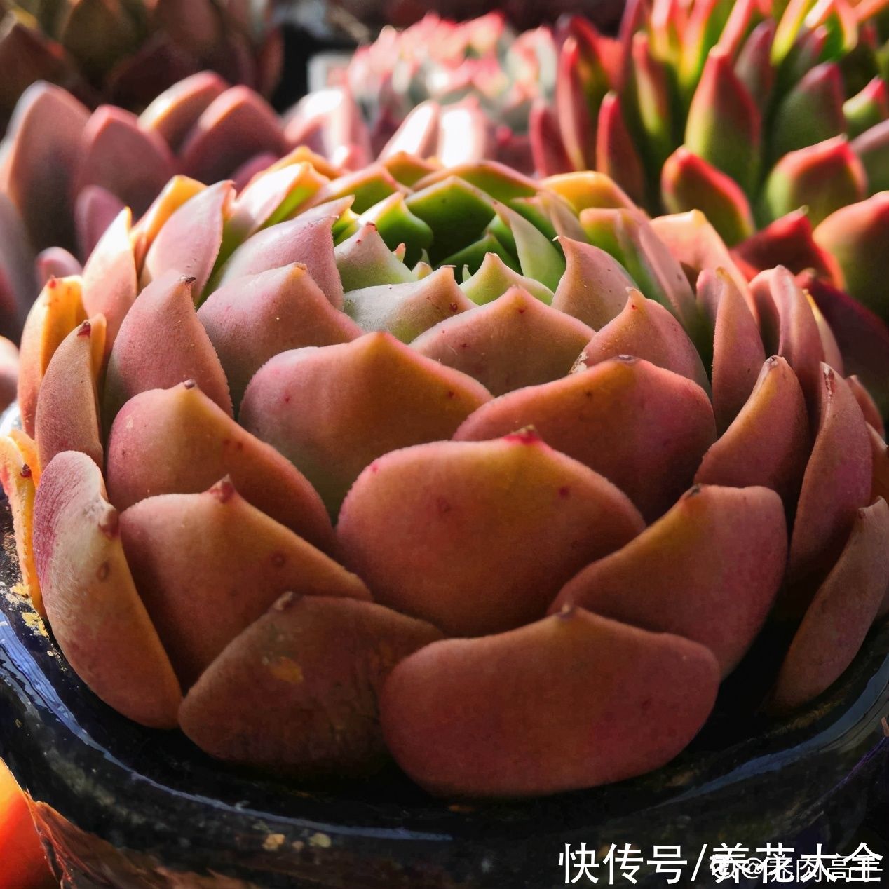 春天的多肉,长成一把大大扇子,看着就是爽