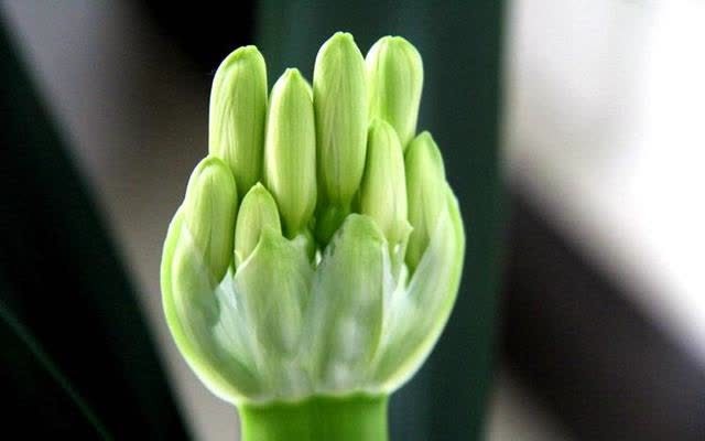 君子兰害怕五件事，新手经常犯，做不好，难怪越养越糟糕