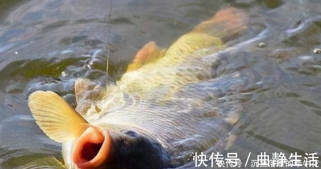 轻松搞定子线长短和钩距大小的选择,学会这一篇就够——盛世三渔