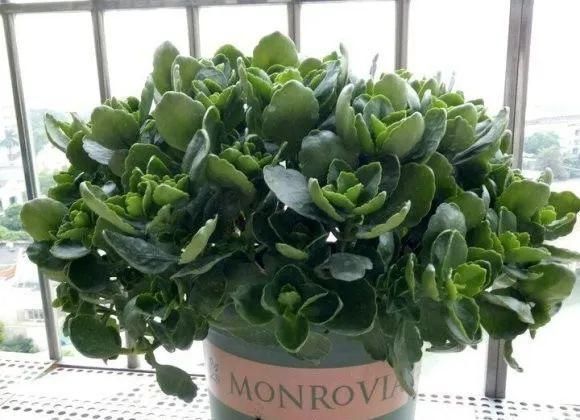 长寿|一棵长寿的花,124个花箭,开花,锅盖打开的方法