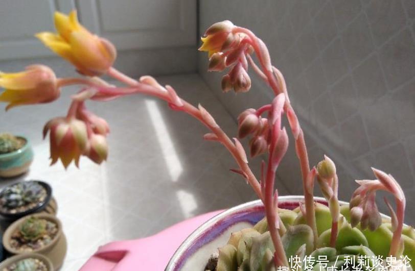 多肉昂斯诺开花基本上是没有花粉的，你知道其中的原因是什么吗？