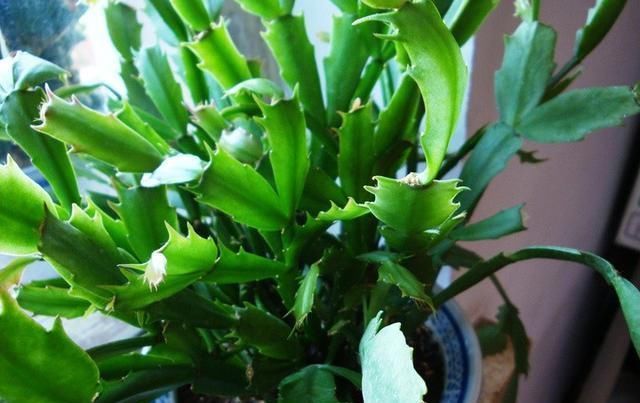 烂根|6月天浇花,就怕做错“3件事”,黄叶、烂根多,真是浇一盆死一盆