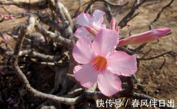 养花|养花试试这几款,靠近热带戈壁、着花犹如玫瑰一样平常美丽