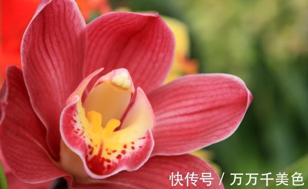 花盆越小开花越好的“皮实”花，塞进小花盆里，好养又好看