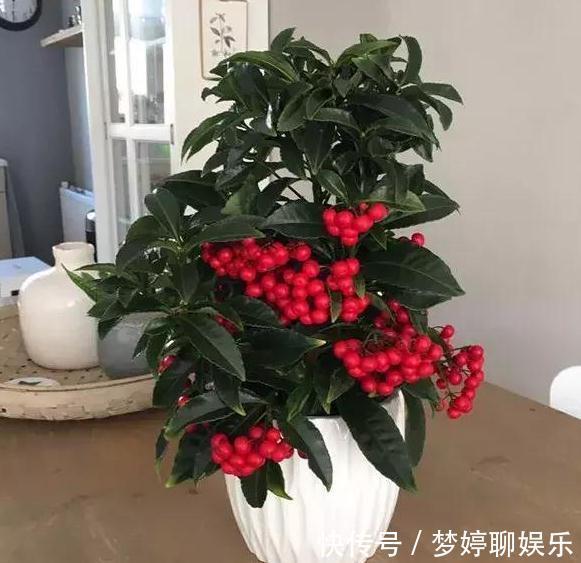 1种花,人称“黄金万两”,客厅养1盆,吉祥好运来,我就养了