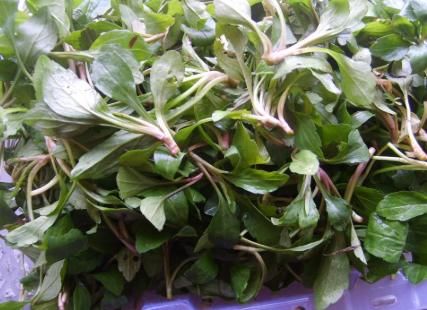 3月吃它正当时，若遇到别手软，解油腻更是一绝，有条件请移栽