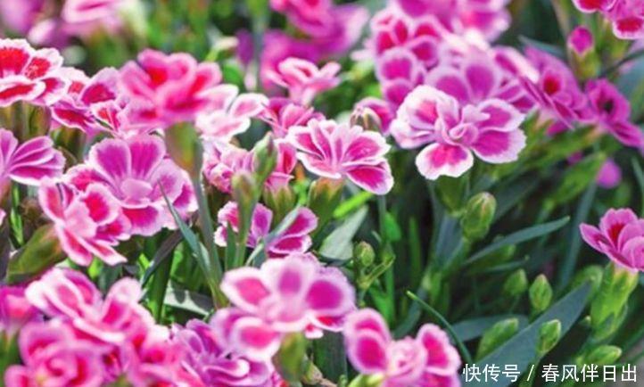 最受欢迎的4种花，个个开花漂亮，花朵硕大，满屋飘香