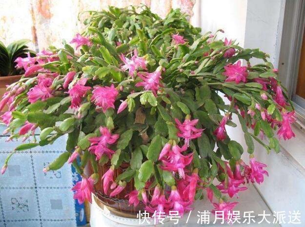 夏天|到了夏天，蟹爪兰叶子“耷拉、断裂”，没有放对位置，赶紧搬